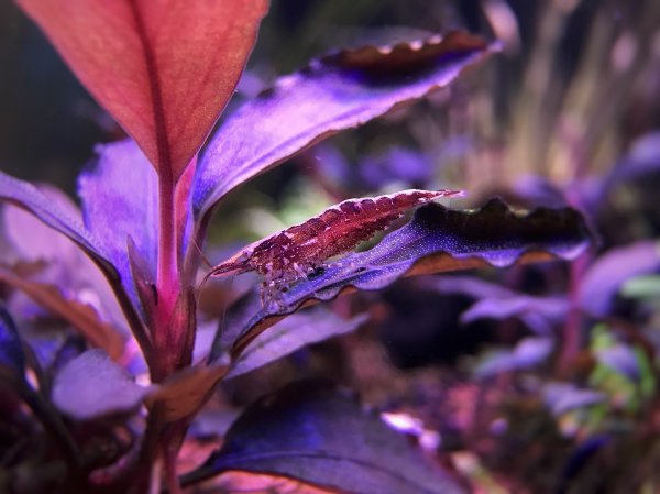 家养黑壳虾怎么养繁殖最快