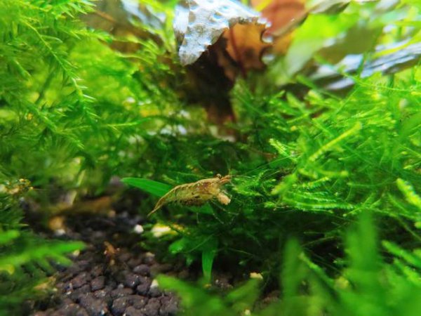 家养黑壳虾怎么养繁殖最快