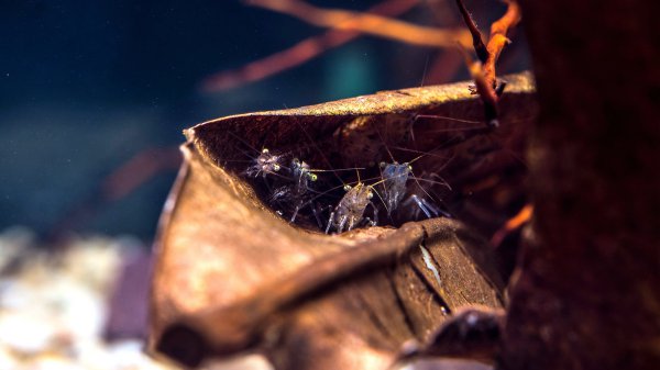 家养黑壳虾怎么养繁殖最快