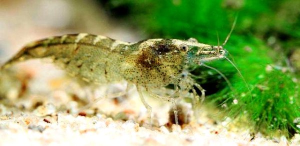 家养黑壳虾怎么养繁殖最快