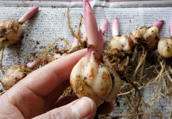 水培的百合可以拿来土养吗