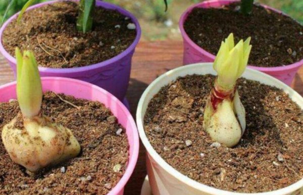 水培的百合可以拿来土养吗