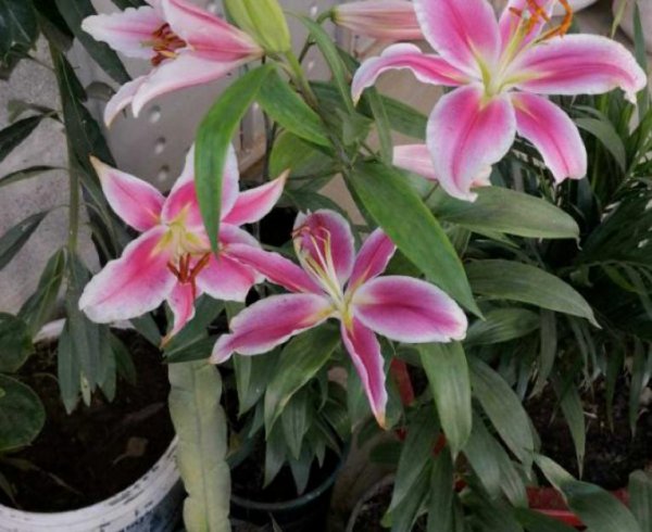 水培的百合可以拿来土养吗