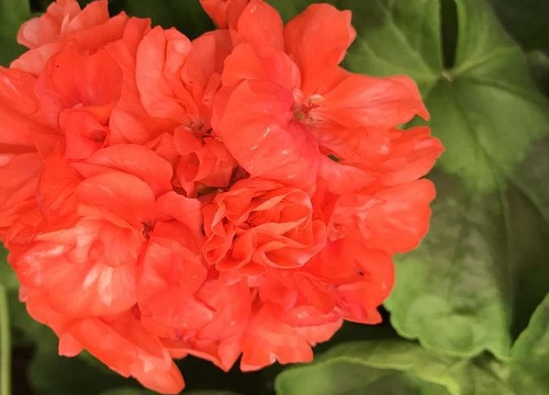 天竺葵的养殖方法和注意事项有哪些