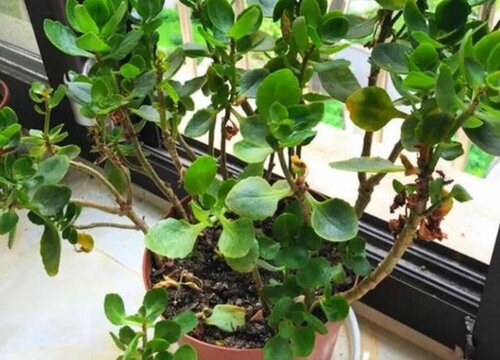 天竺葵的养殖方法和注意事项有哪些