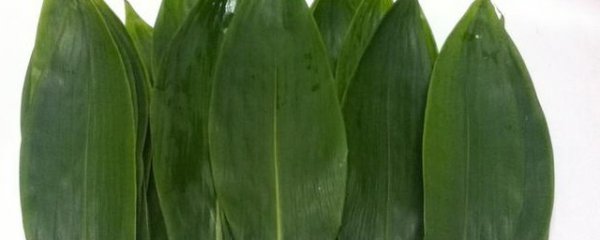 没有粽叶可以用什么代替