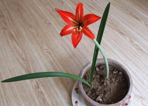 大头兰什么时候开花