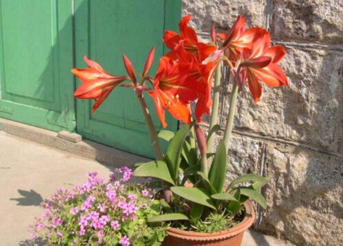 大头兰什么时候开花