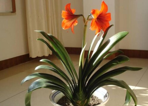 大头兰什么时候开花