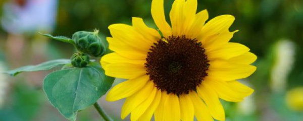 领导升迁适合送什么花束