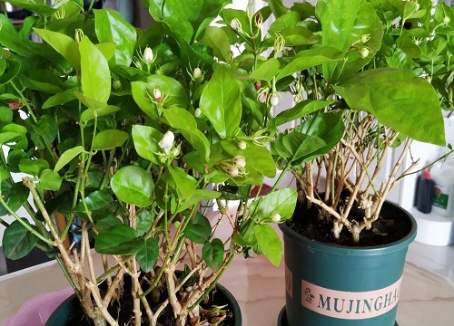 春季茉莉花新芽新枝的处理方法