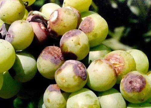 葡萄炭疽病的发病原因及治疗方法