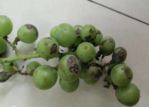 葡萄炭疽病的发病原因及治疗方法