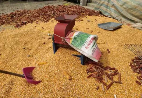 玉米价格为什么涨个不停