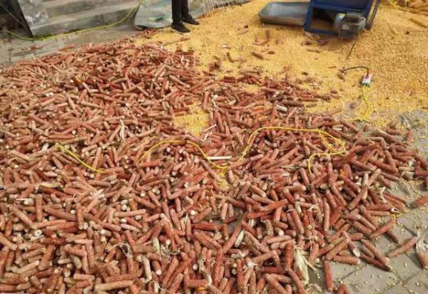 玉米价格为什么涨个不停