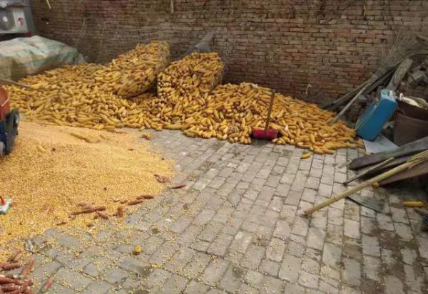 玉米价格为什么涨个不停