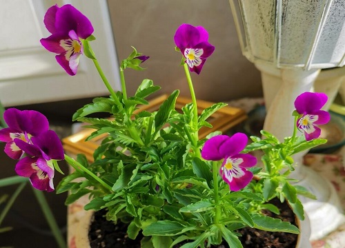 三色堇怎么分盆容易成活