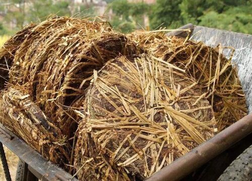 油茶饼可以做肥料吗