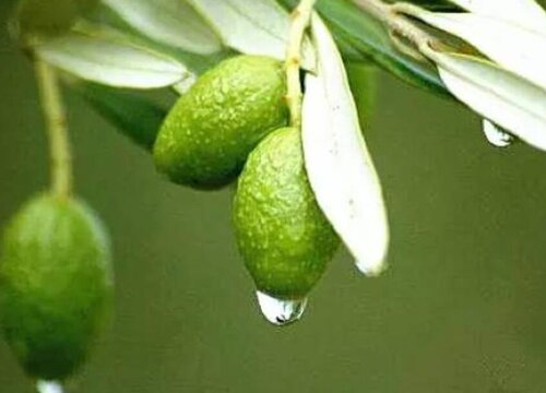 橄榄树象征着什么意义