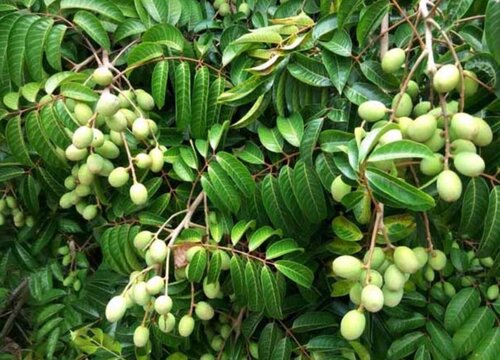 橄榄树象征着什么意义