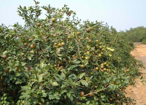 油茶树施什么肥比较好