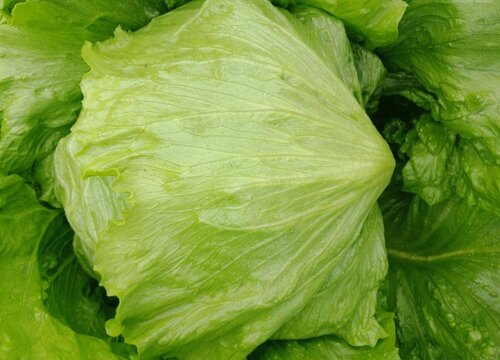 西生菜种植时间和方法