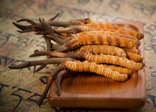 冬虫夏草如何贮藏保管