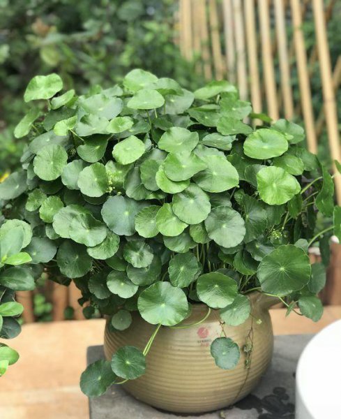 适合水培的植物类型