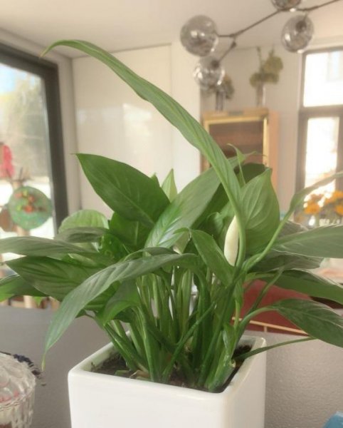 适合水培的植物类型