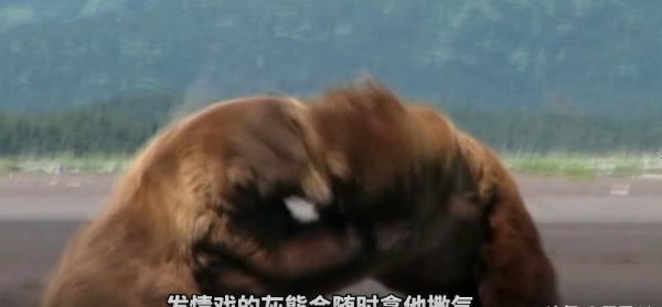 提摩西被灰熊吃掉录音真的吗