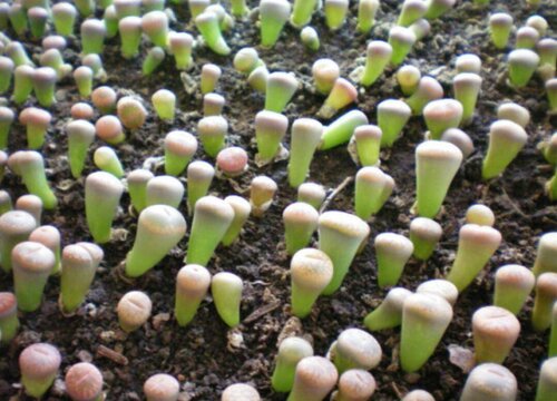 生石花花期是什么时候