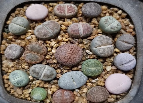 生石花花期是什么时候