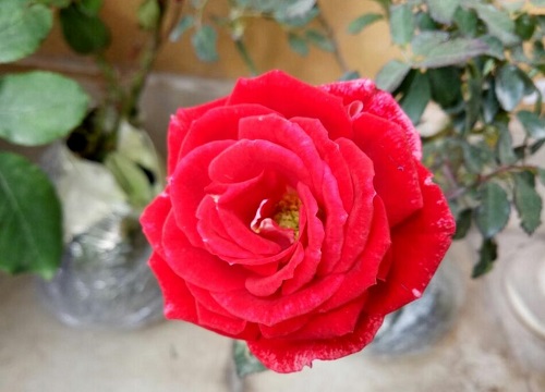 月季需要每天浇水吗