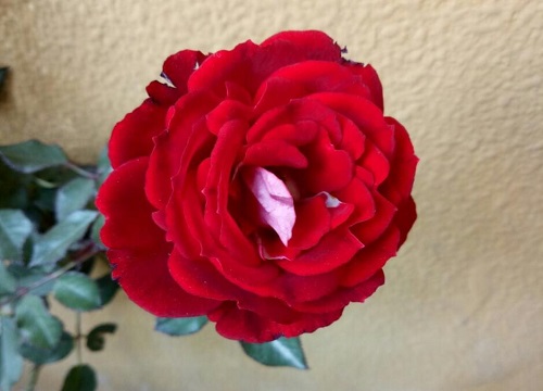 月季需要每天浇水吗