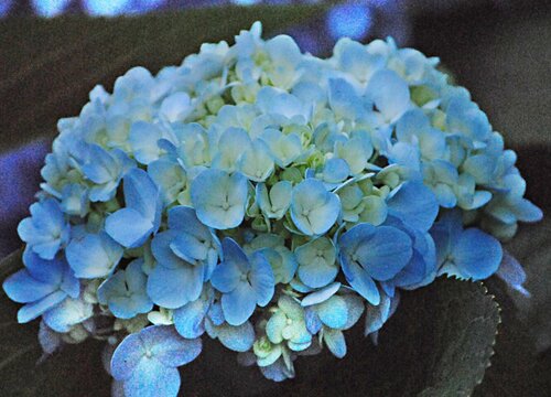 绣球冬天怎么养护