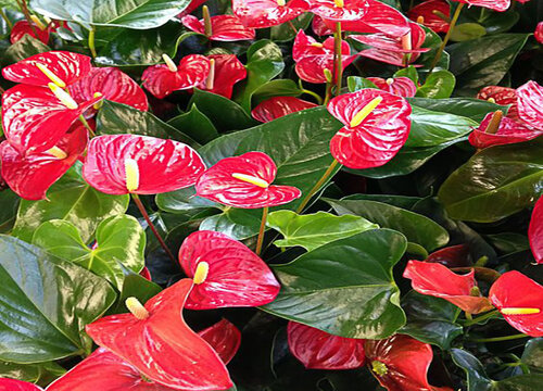 如何扦插红掌成活率高