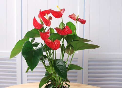 如何扦插红掌成活率高