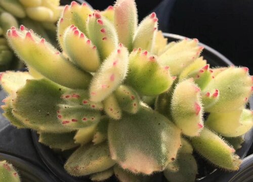 三月扦插的多肉熊童子如何养护状态好