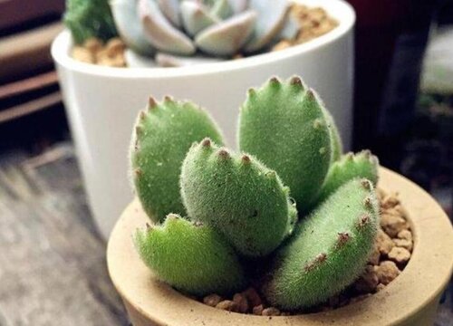 三月扦插的多肉熊童子如何养护状态好