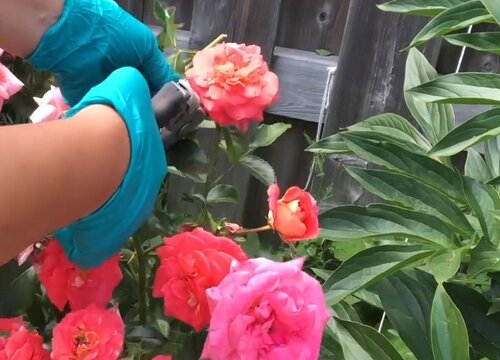 玫瑰花怎么剪枝