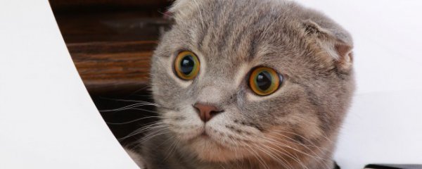 猫咪冬天怎么防止静电