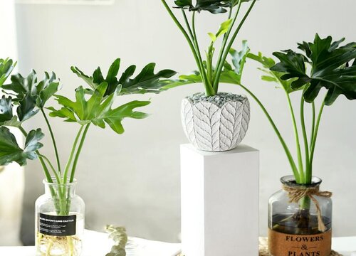 龟背竹叶片长黑斑怎么办