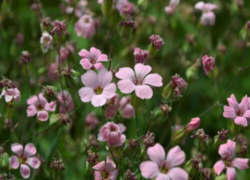粉色满天星的花语是什么寓意