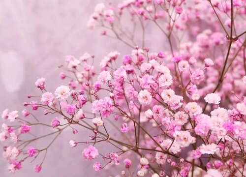 粉色满天星的花语是什么寓意