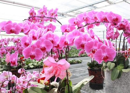 新买蝴蝶兰夏季正确养护方法