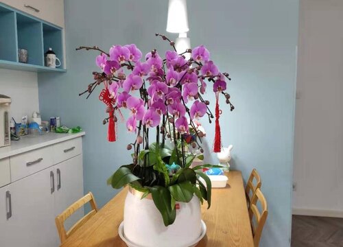 新买蝴蝶兰夏季正确养护方法