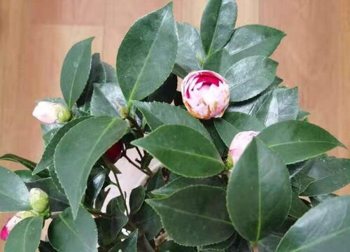 茶花什么品种最珍贵