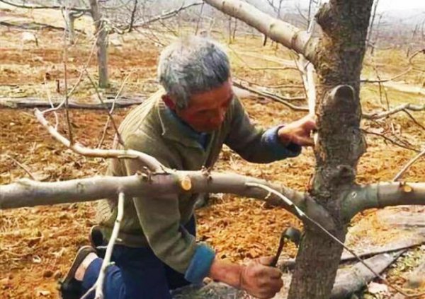 果树冬季为什么进行清扫果园