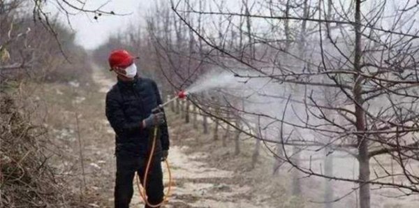果树冬季为什么进行清扫果园
