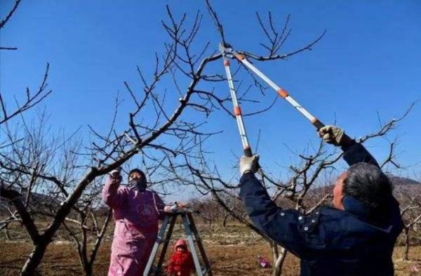 果树冬季为什么进行清扫果园